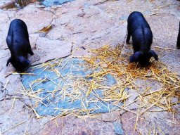image_011_800_450